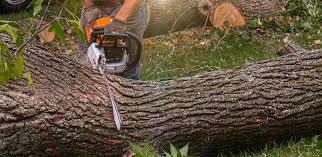 Best Tree Health Inspection  in East York, PA