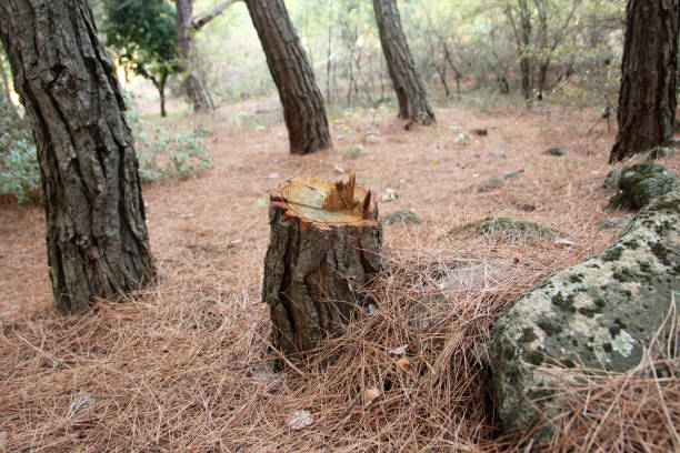 Best Emergency Tree Removal  in East York, PA