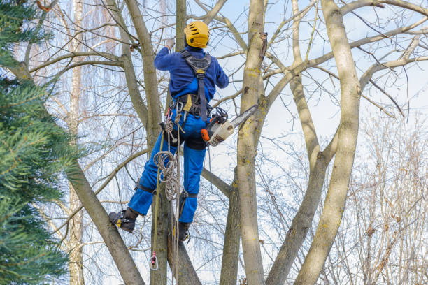 Best Tree Disease Treatment  in East York, PA