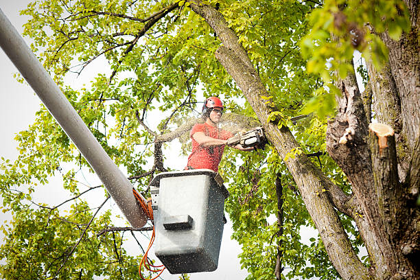 Best Storm Damage Tree Cleanup  in East York, PA