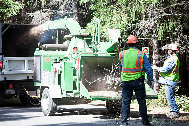 Best Utility Line Clearance  in East York, PA