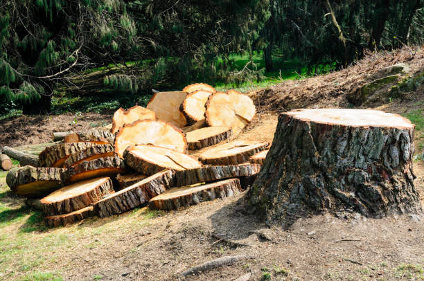 How Our Tree Care Process Works  in  East York, PA